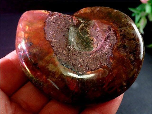 Amazon.co.jp: 貴重－アンモナイト縫合線オパール化石標本