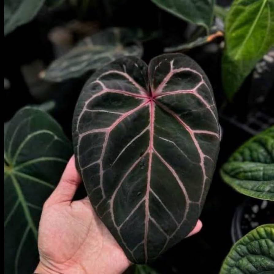 Amazon.co.jp: アンスリウム レッドクリスタリナムAnthurium 'Red