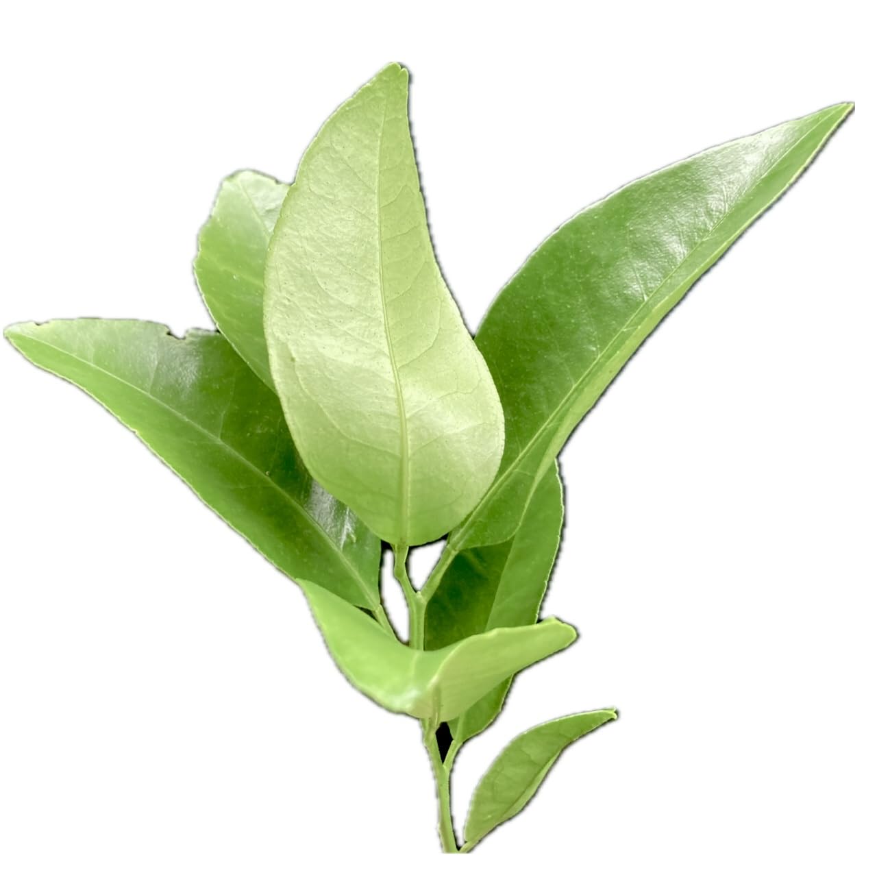 Amazon | 【屋久島産】アゲハ蝶 幼虫 餌 完全無農薬 みかんの葉っぱ 枝