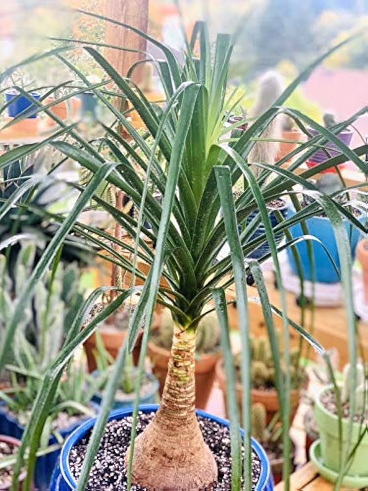 Amazon.com : Ponytail Palm - Live Plant in an 8 Inch Pot