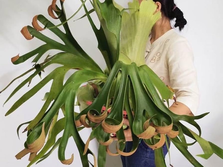 Amazon.co.jp: P.Yanid @bikamori.com ヤニダ ビカクシダ : パソコン