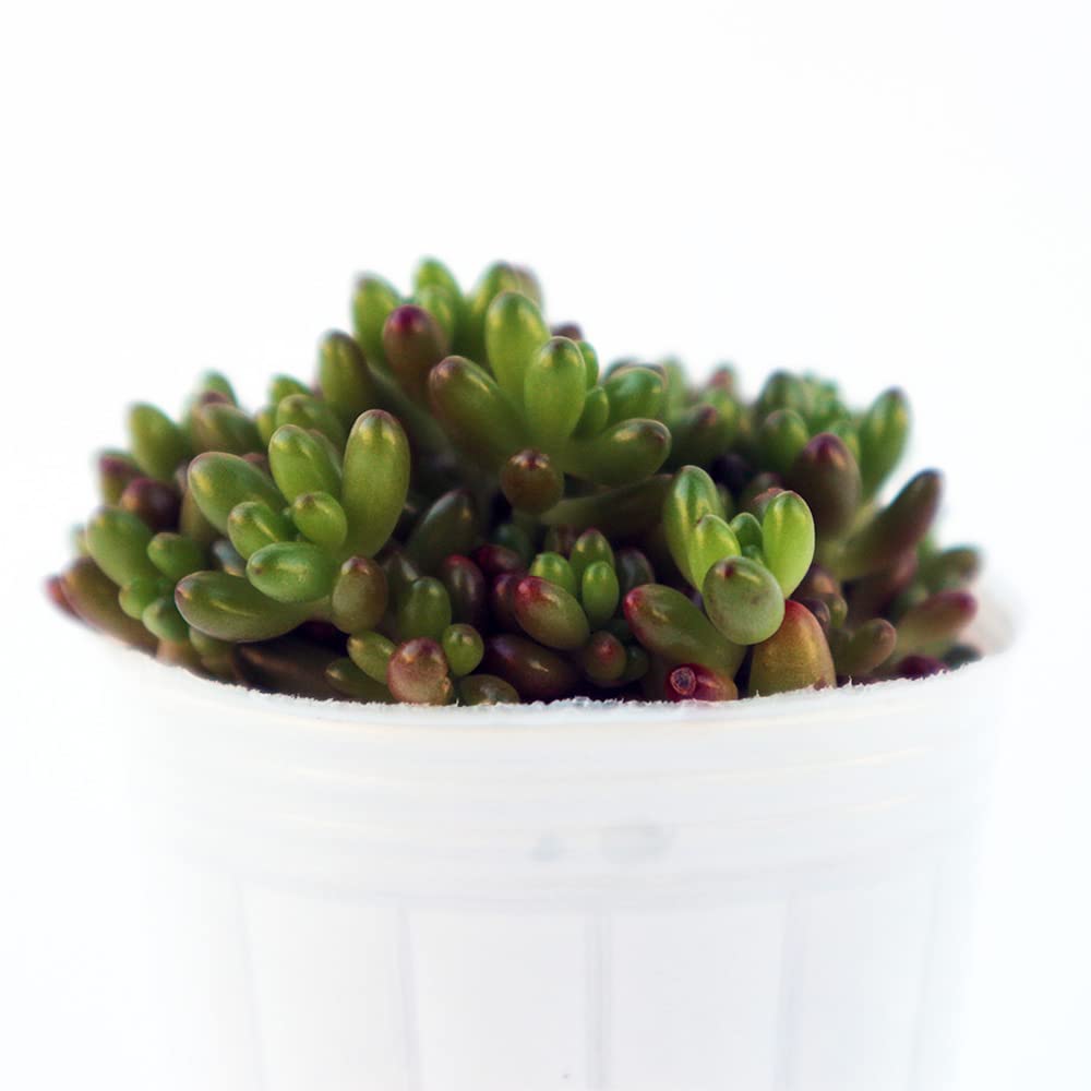 Amazon｜ITANSE セダム 虹の玉(ニジノタマ) 2.5号 3個セット