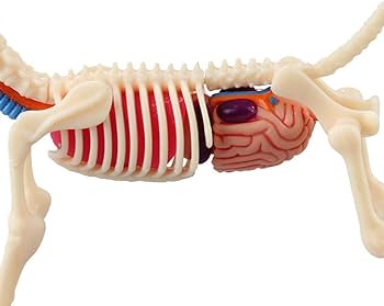 Amazon.co.jp: 教育モデルビッグバルーンドッグスケルトン遠近法解剖