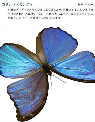 Amazon.co.jp: 蝶の標本 ゴダルティモルフォ ペルー産 Morpho godarti