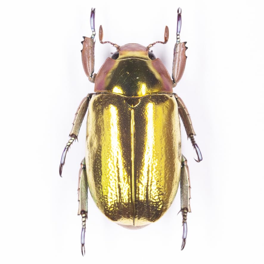 コスタリカ産 アウリガヌスキンイロコガネ 26mm コスタリカ産 アウリガ