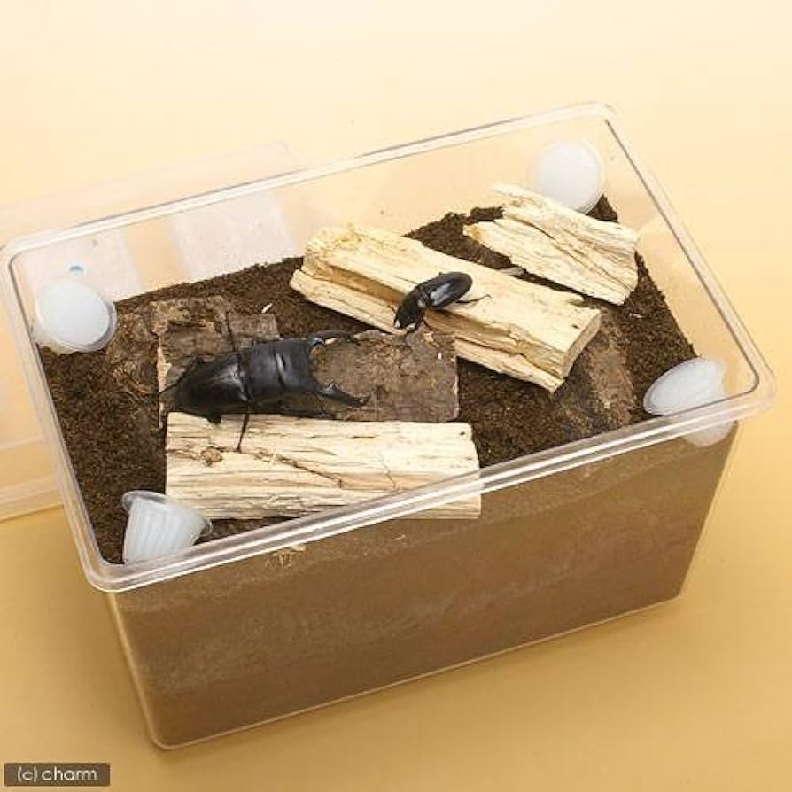 Amazon | ヒラタ ノコギリ産卵セット 説明書付き 昆虫 クワガタ 器具