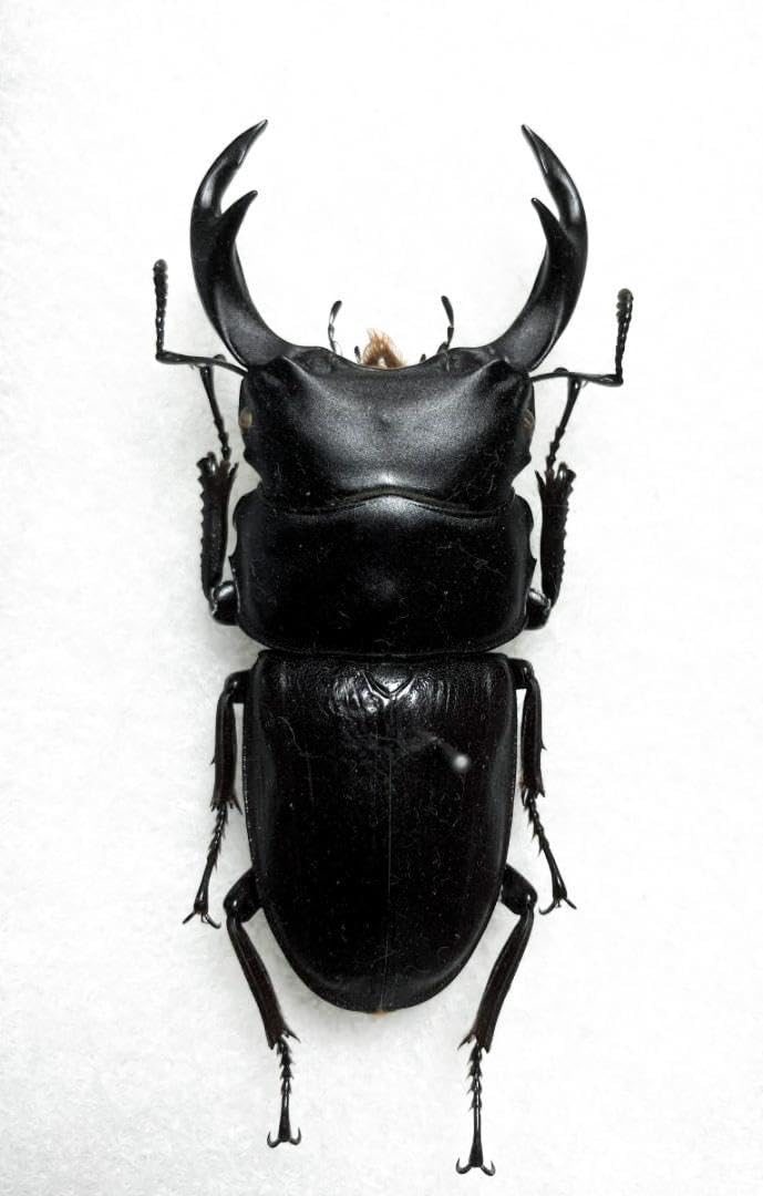 く*ま様 オオクワガタWD 樹液採集個体68㎜ く*ま様 オオクワガタWD