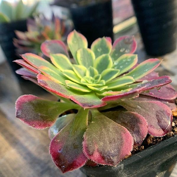 126.. 多肉植物 リモン 750円【抜き苗】 126.. 多肉植物 リモン 750円