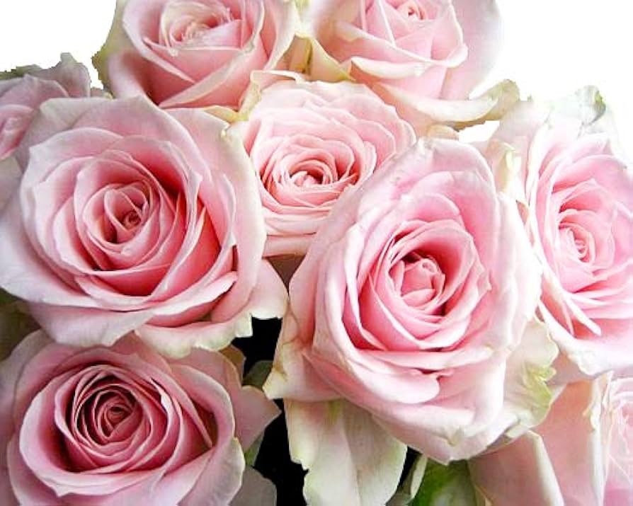 Amazon｜バラ 生花 切り花 薔薇 ピンク系 5本｜切り花 オンライン通販