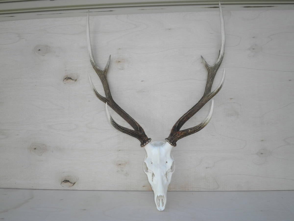 蝦夷鹿の角 19本セット 211 No.2120『鹿角加工材8.7kセット』