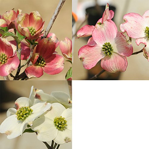 Amazon | 苗、庭木：アメリカ花水木（はなみずき）ハナミズキ* 鉢でも