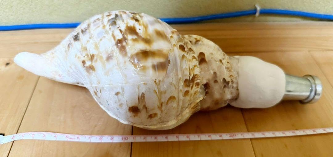 コンパクト 修験道法螺貝 密教 山伏 熊よけ 魔除け ほら貝 ホラガイ