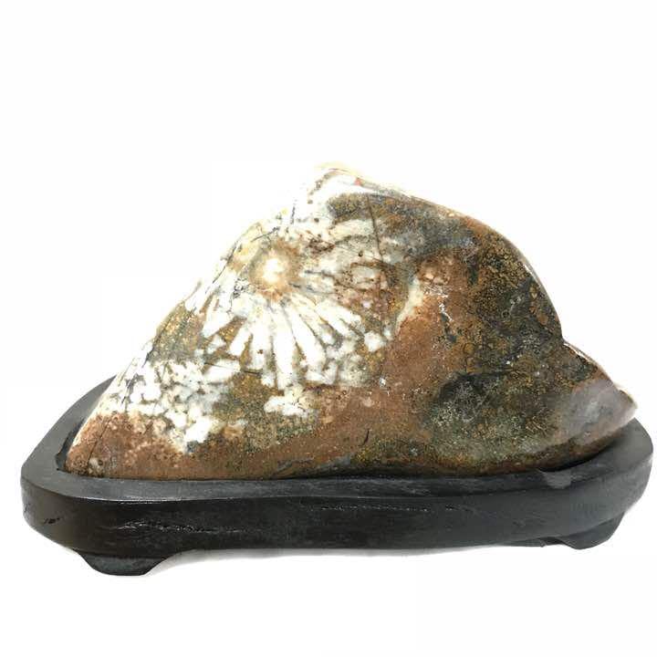 Amazon.co.jp: 菊花石 岐阜根尾産 536グラム 台座付き : 文房具