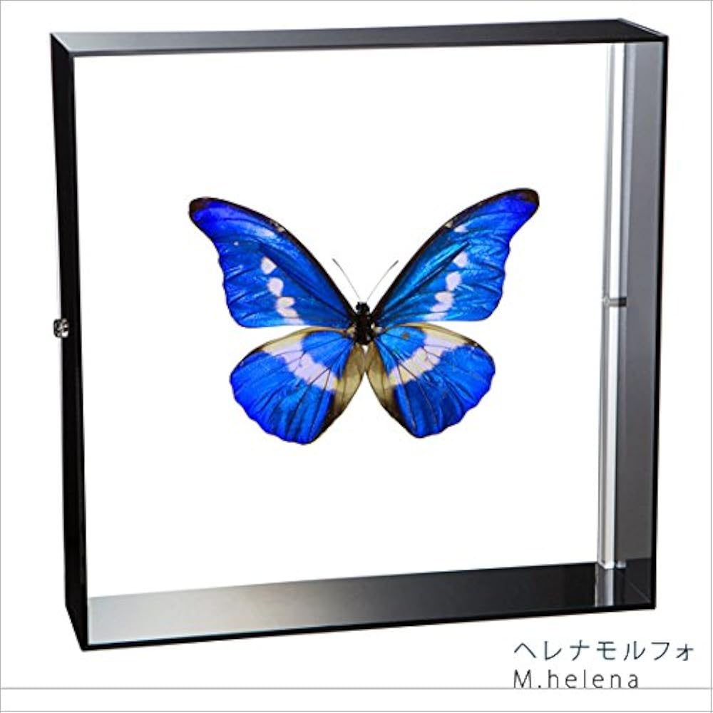 Amazon.co.jp: 蝶の標本 ヘレナモルフォ Morpho helena モルフォチョウ