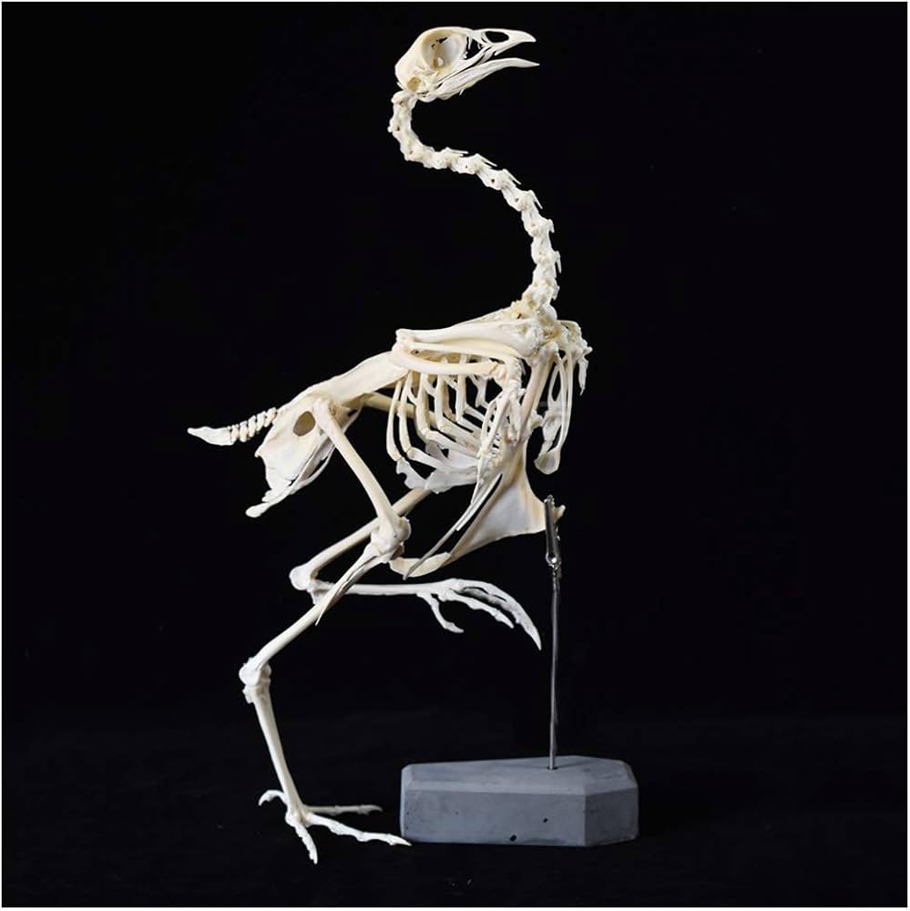 Amazon.co.jp: 本物の鶏の頭蓋骨-鶏の骨の標本-動物の骨格モデル