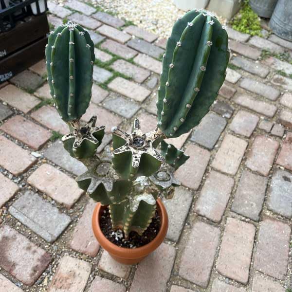 Amazon｜サボテン 柱サボテン ブランチ 親株 サボテン トゲなし ドライ