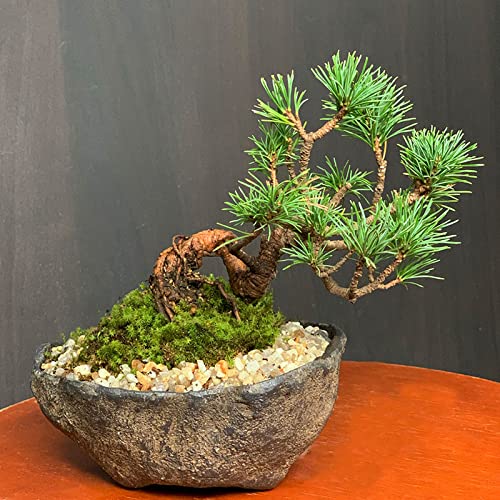Amazon.co.jp: どっしりとした幹から四方に枝を伸ばし風格のある盆栽
