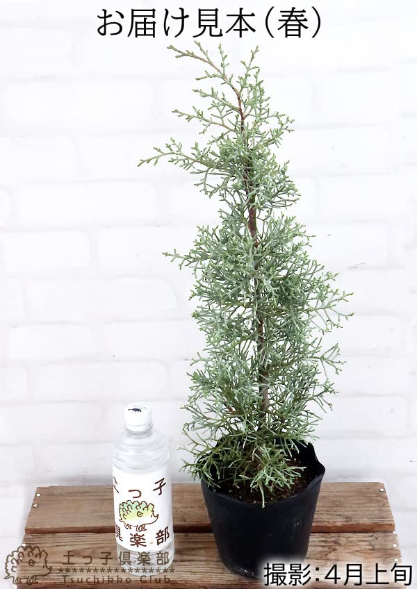 Amazon.co.jp: コニファー『ブルーアイス』12～15cmポット苗 : DIY