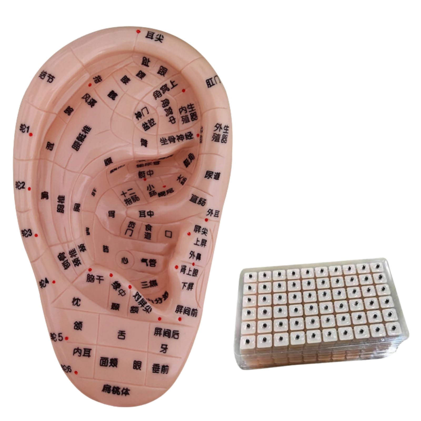 Amazon.co.jp: Quikaboo 耳ツボ 模型 立体模型 耳ツボ模型 耳つぼ