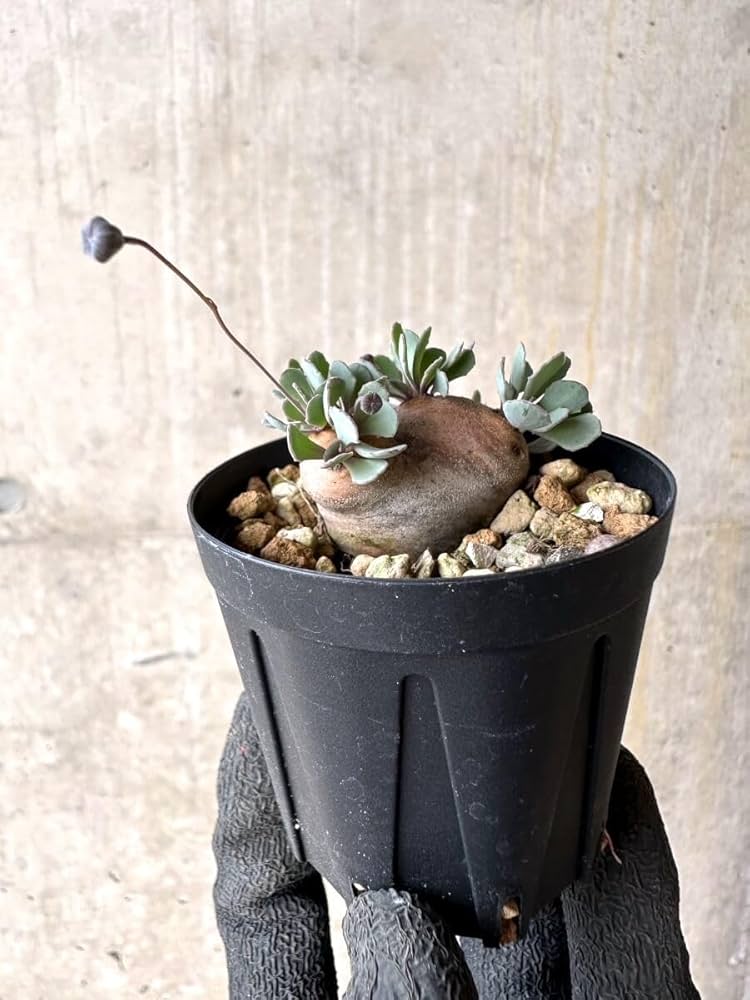 Amazon｜【現品限り】オトンナ・カカリオイデス 現地株 発根済み【O33