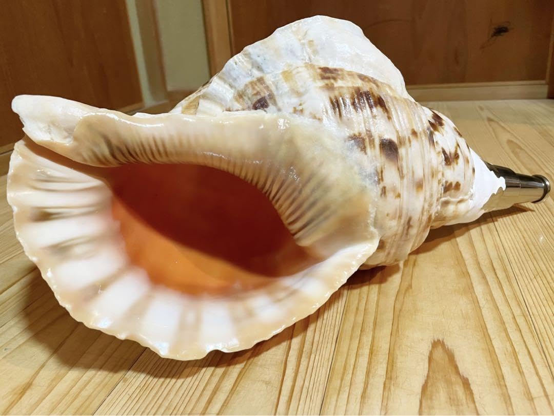 Amazon.co.jp: 巨大肉厚修験道法螺貝 山伏 密教 魔除け 熊よけほら貝