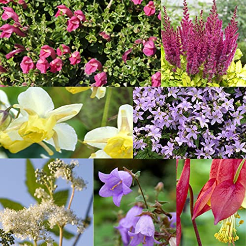 Amazon.co.jp: 宿根草 苗 セット 9cmロングポット 日陰・半日陰