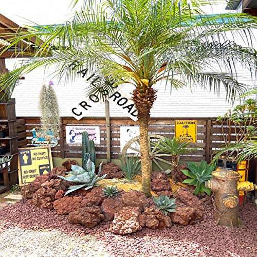 Amazon｜ロベヤシ フェニックス・ロベレニー ヤシ ヤシの木 パーム