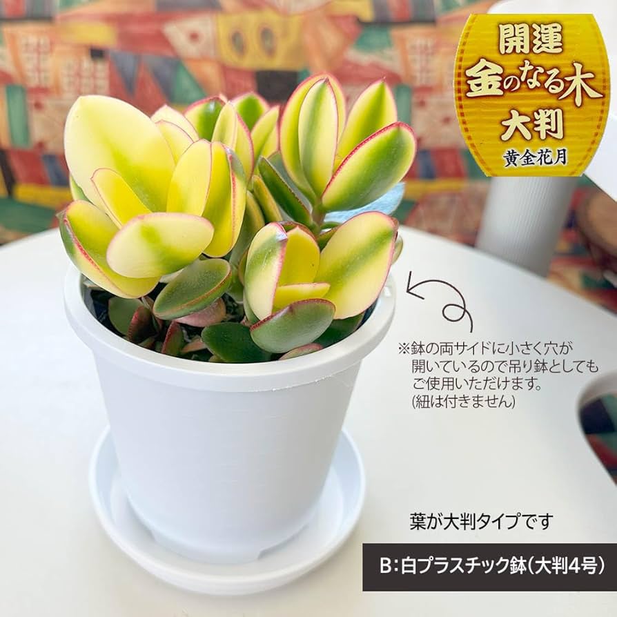 Amazon | 観葉植物 金のなる木 斑入り 黄金花月 選べるサイズ 4号 5号