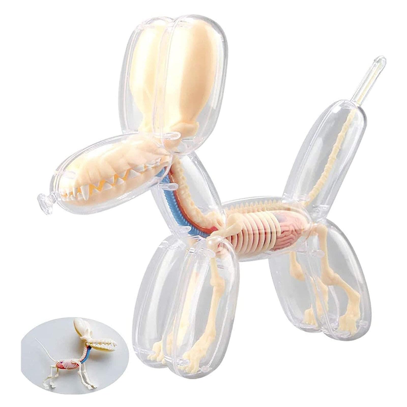 Amazon.com: Balloon Dog Bone Perspective Anatomical Model, 4D