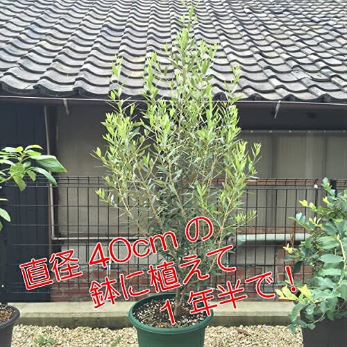 Amazon.co.jp: オリーブ ひなかぜ 9cmポット苗1株 常緑高木 家庭樹