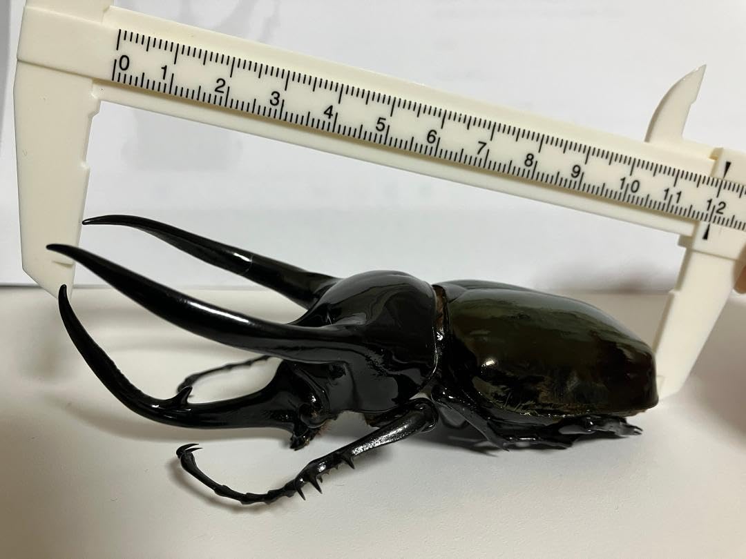 Amazon.co.jp: かなり良型 WD 119mm コーカサスオオカブト 大型美形