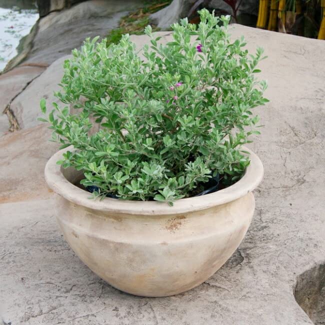 Amazon.co.jp: 植木鉢 おしゃれ テラコッタ テラアストラベガローS