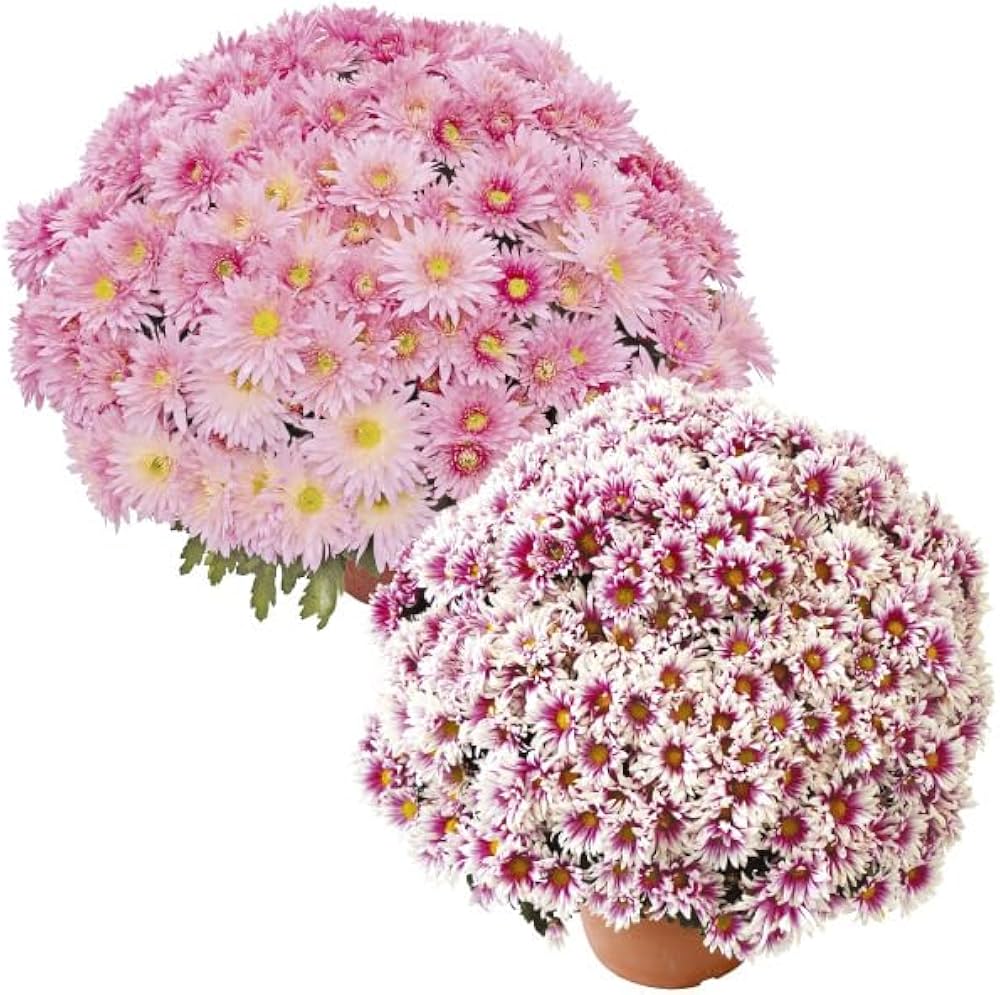 Amazon.co.jp: 菊苗 ビッグドーム菊Cセット 2種4株 / 国華園 25年春