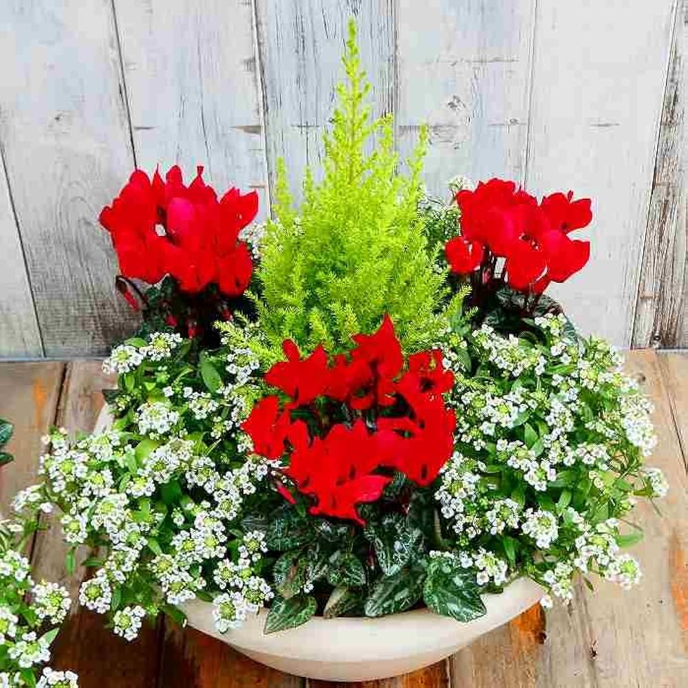 Amazon | 寄せ植え クリスマスカラー No.29 ガーデンシクラメン 春まで