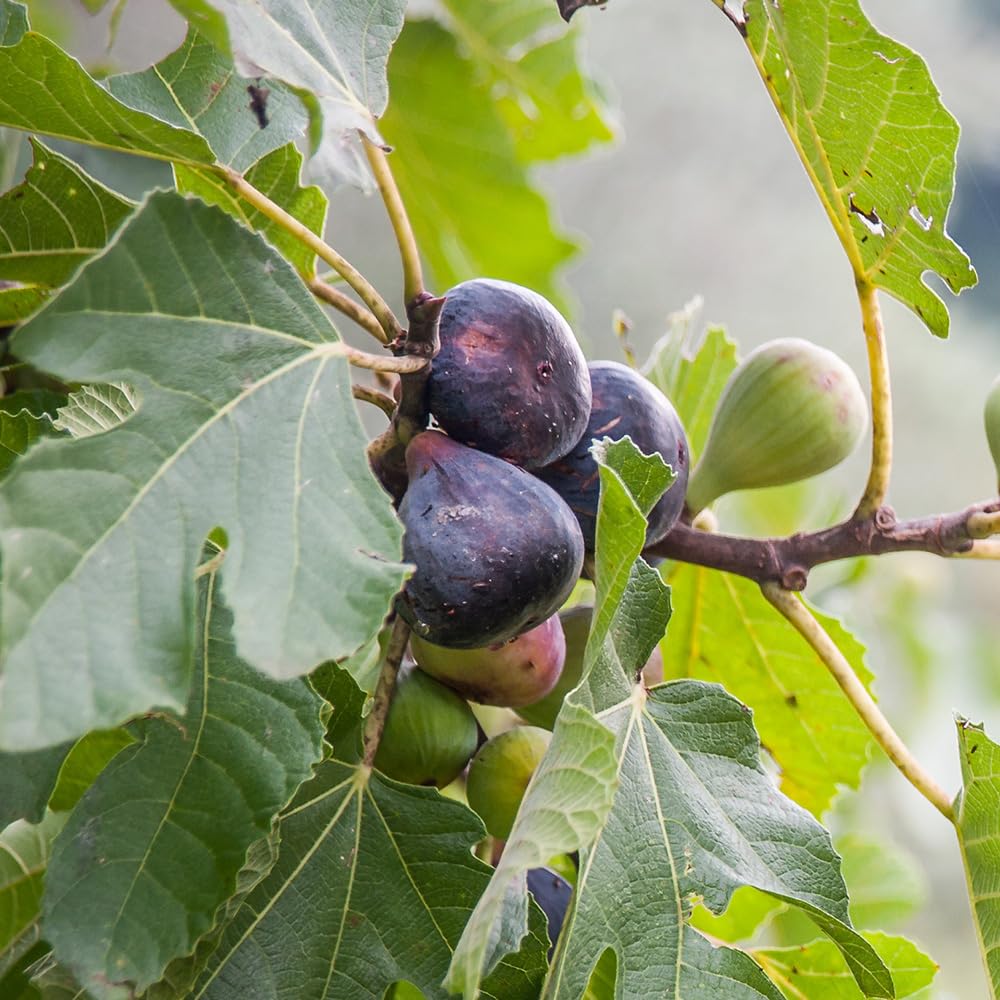 くろ 果樹 ブルーベリー、イチジクの穂木各種 いちじく 穂木 いちじく