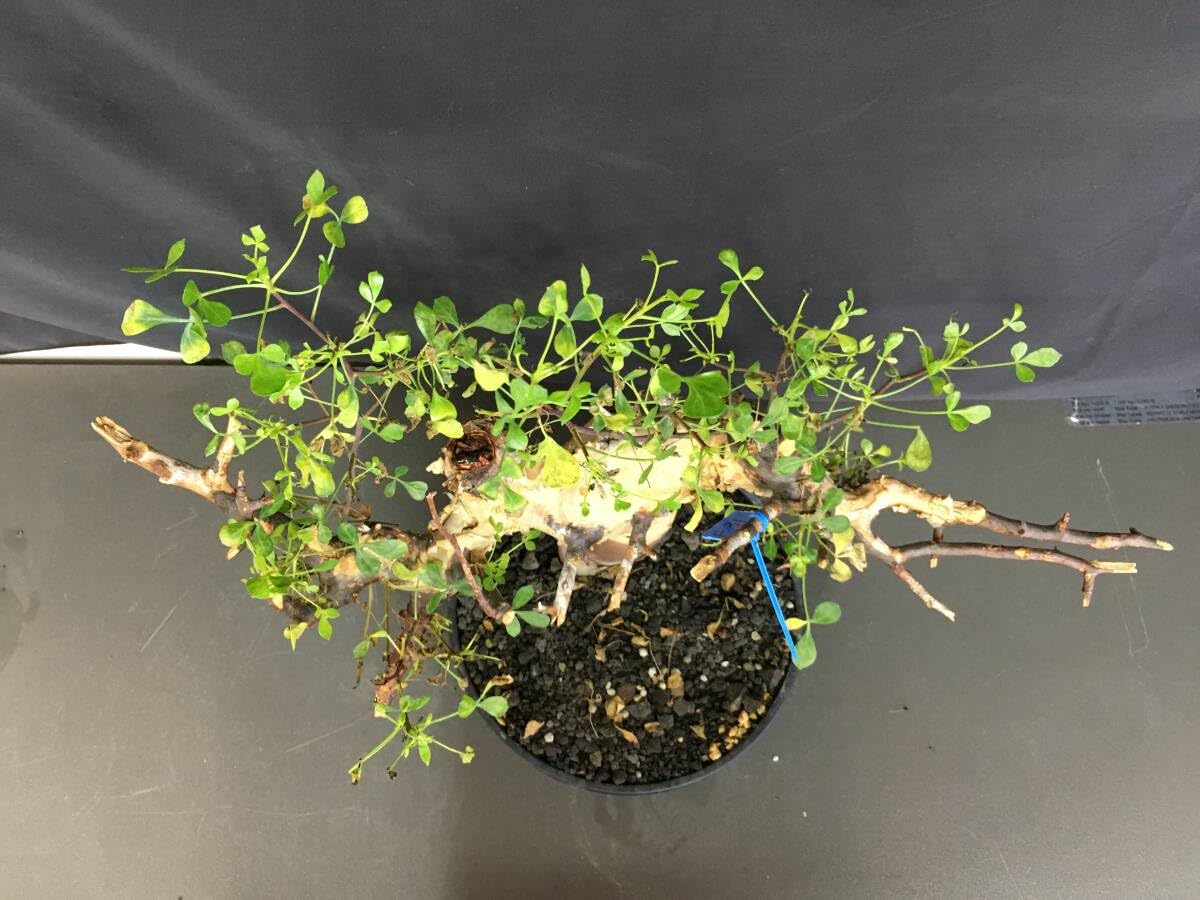 Amazon.co.jp: 4.発根済み コミフォラ カタフ ソマリア産 ピュアカタフ