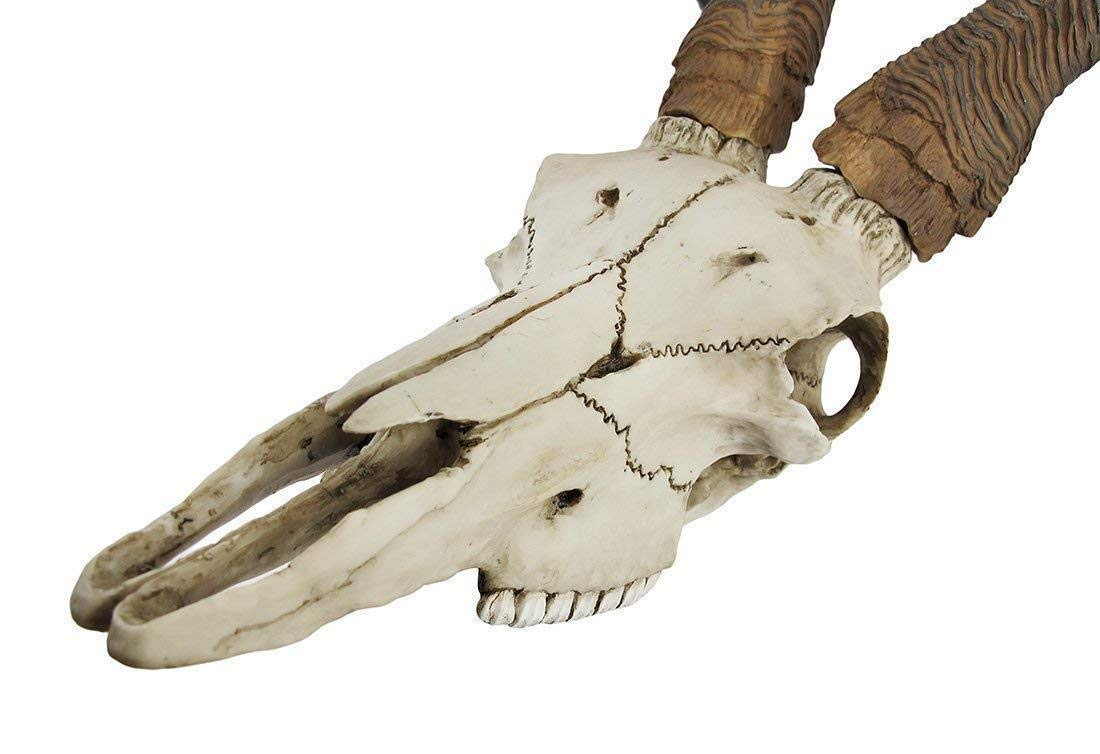 Amazon.co.jp: かっこよく曲がった角を持ったアフリカのクードゥー