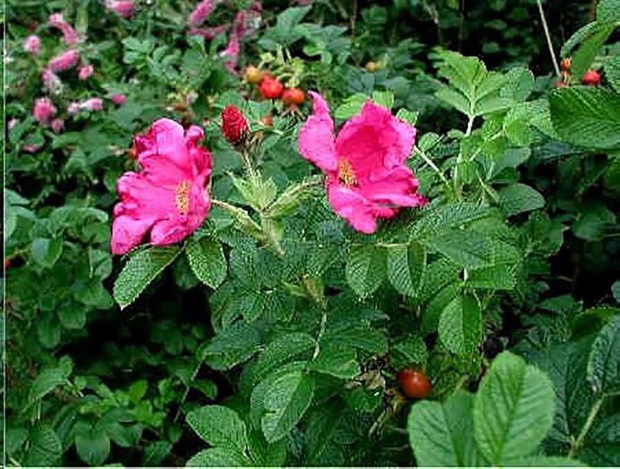 Amazon.com : Rosa Rugosa - Japanese Rose - 20 Seeds : Patio, Lawn