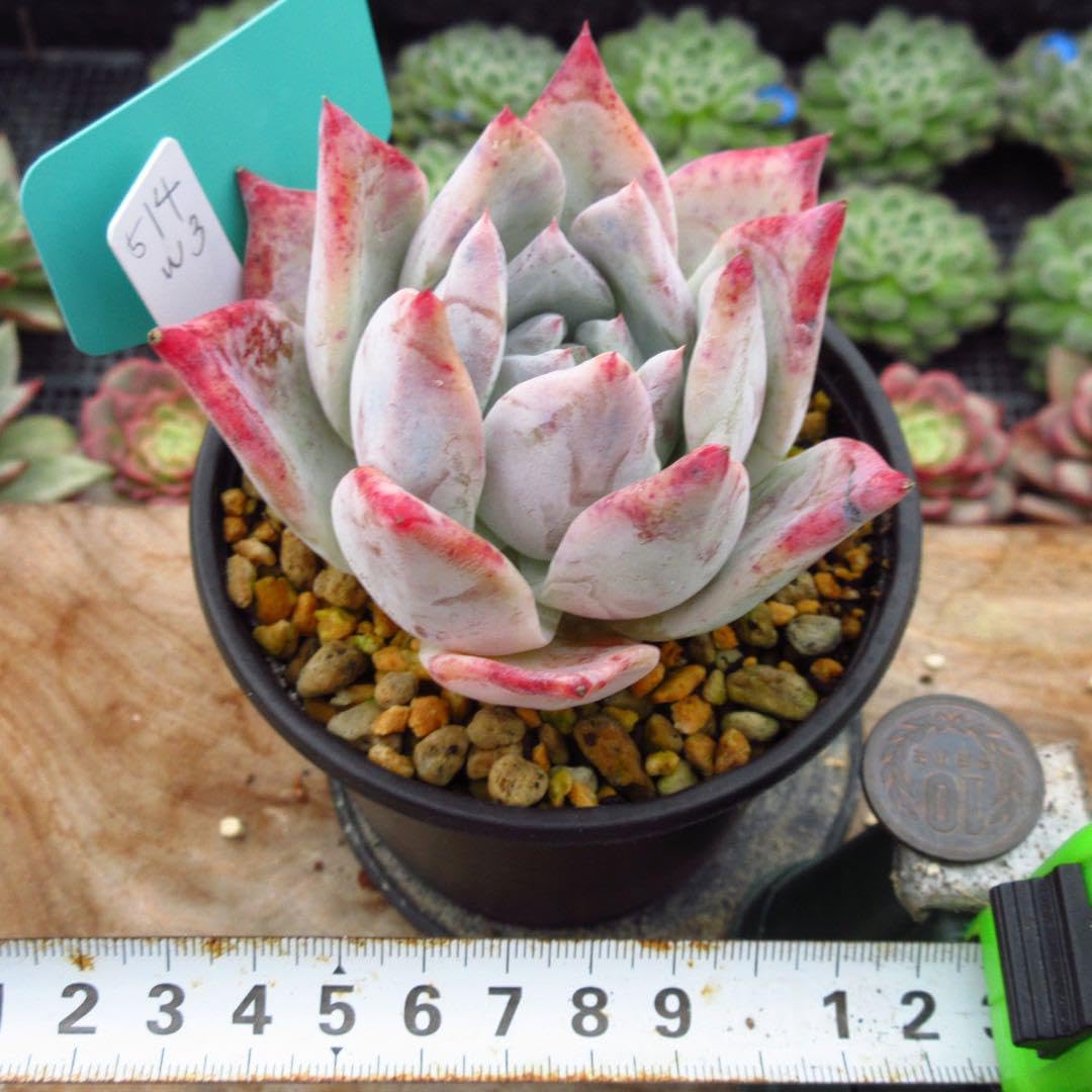 Amazon.co.jp: 多肉植物 ホワイトロビン 特大 韓国苗 美苗 #514 : DIY