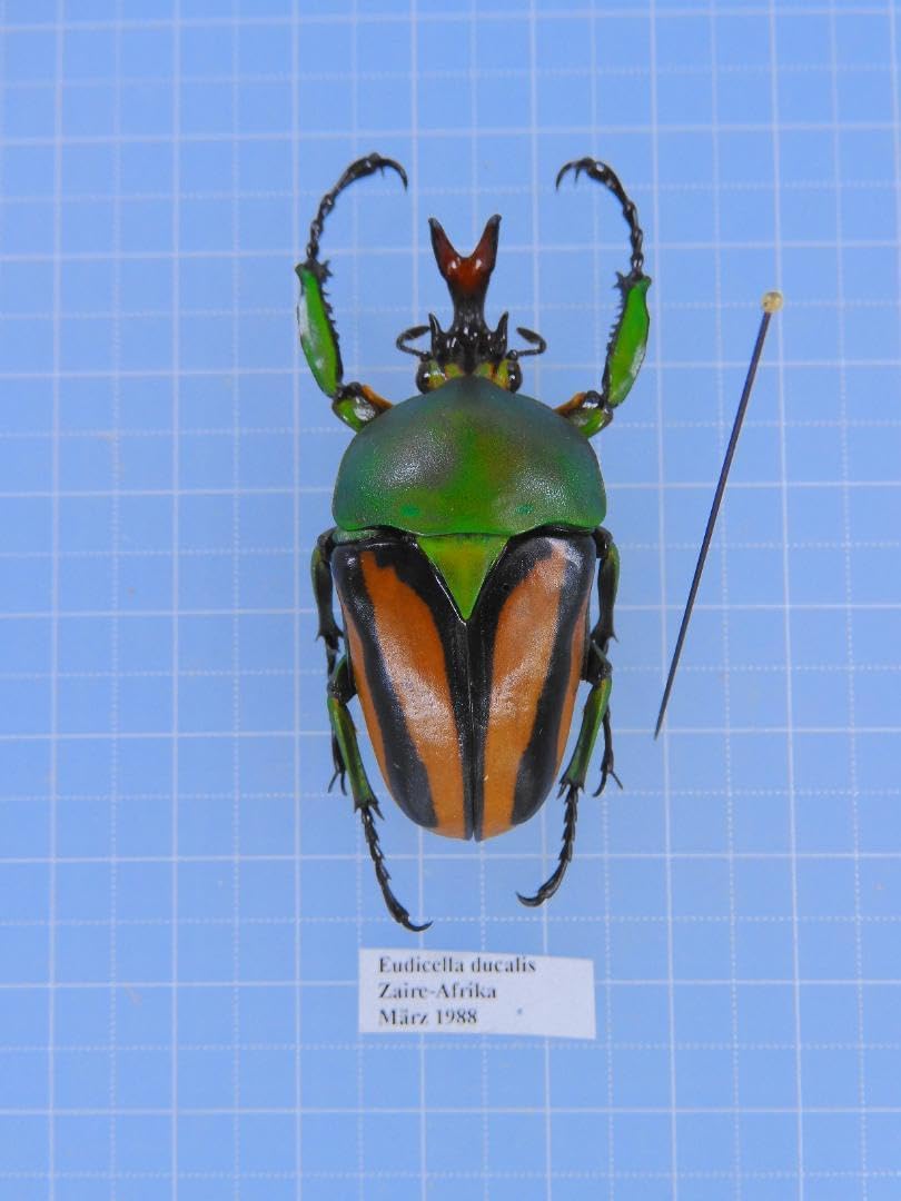 デュカリスサスマタカナブン 45mm デュカリスサスマタカナブン 45mm