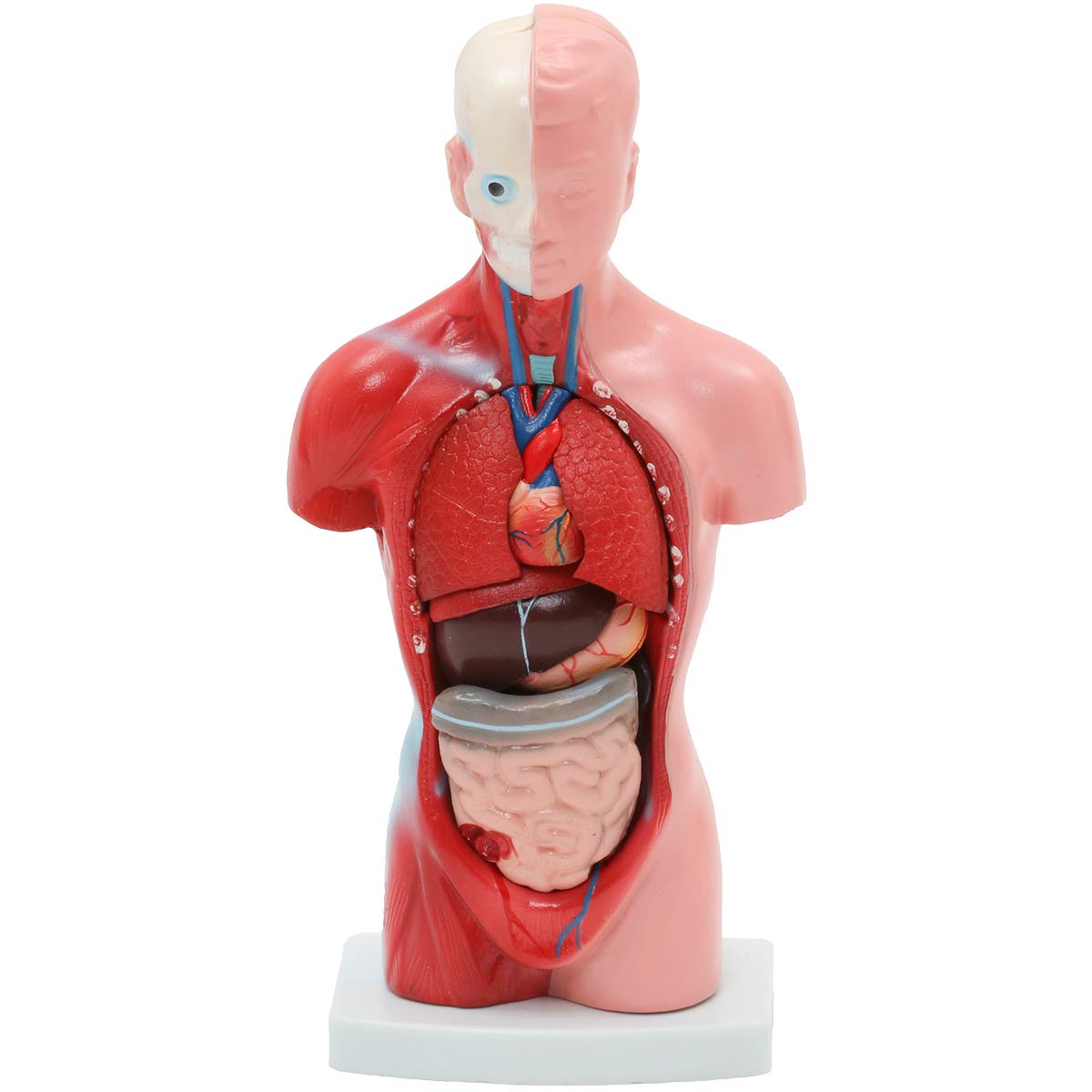 Amazon.co.jp: 内臓模型 (15パーツ) 26cm [ 人体模型 内臓模型 人体
