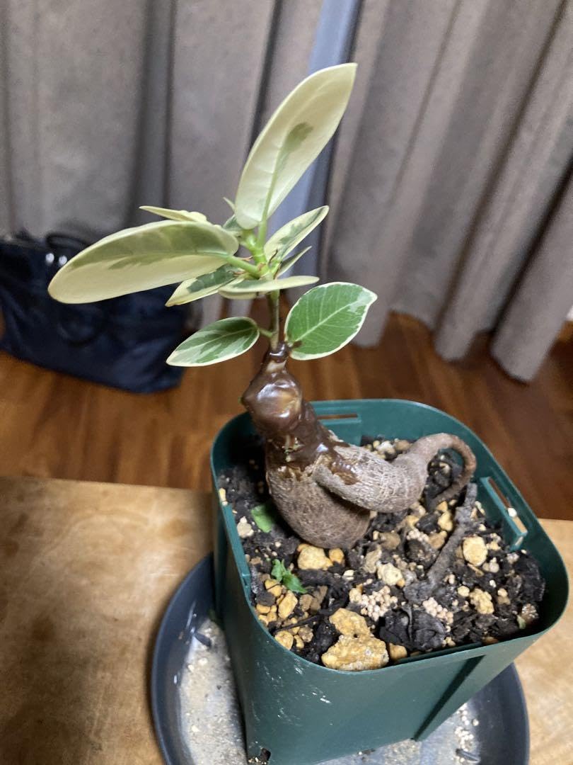 Amazon.co.jp: 白パンダガジュマル 斑入り 苗 鉢 : DIY・工具・ガーデン