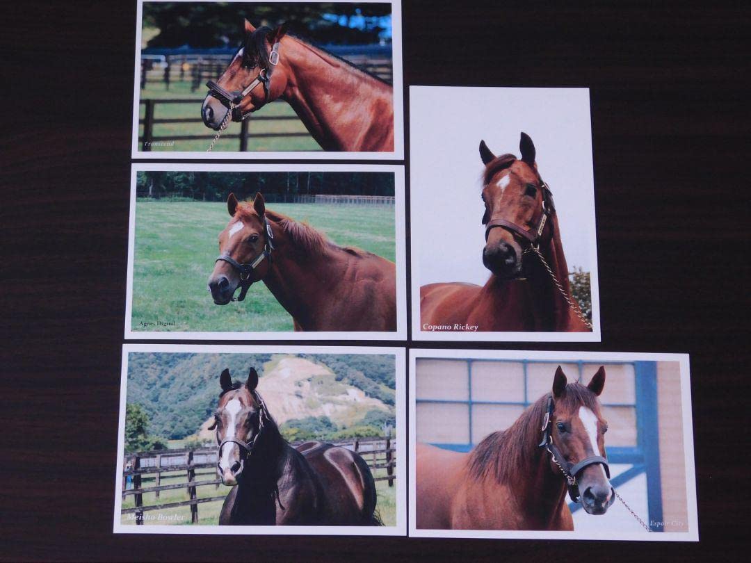 Amazon.co.jp: JRA 競馬 馬 うまレター ポストカード5枚セット