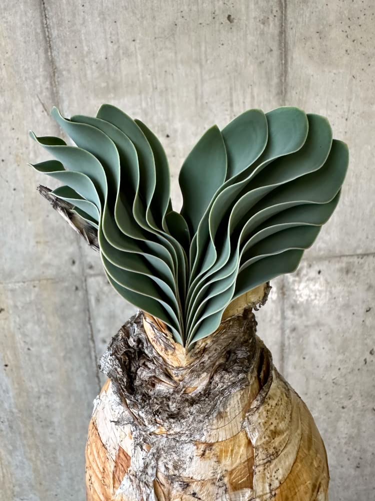 Amazon｜【現品限り】ブーファン・ハエマンソイデス 1年管理 おそらく