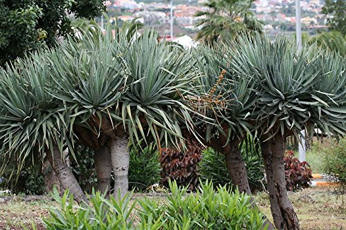 Amazon | 【種子】Dracaena Draco◇ドラセナ・ドラコ◎「長寿の木