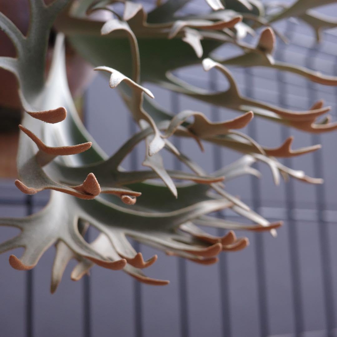 Amazon.co.jp: P.willinckii OMG 胞子 ビカクシダ Super Dwarf 05