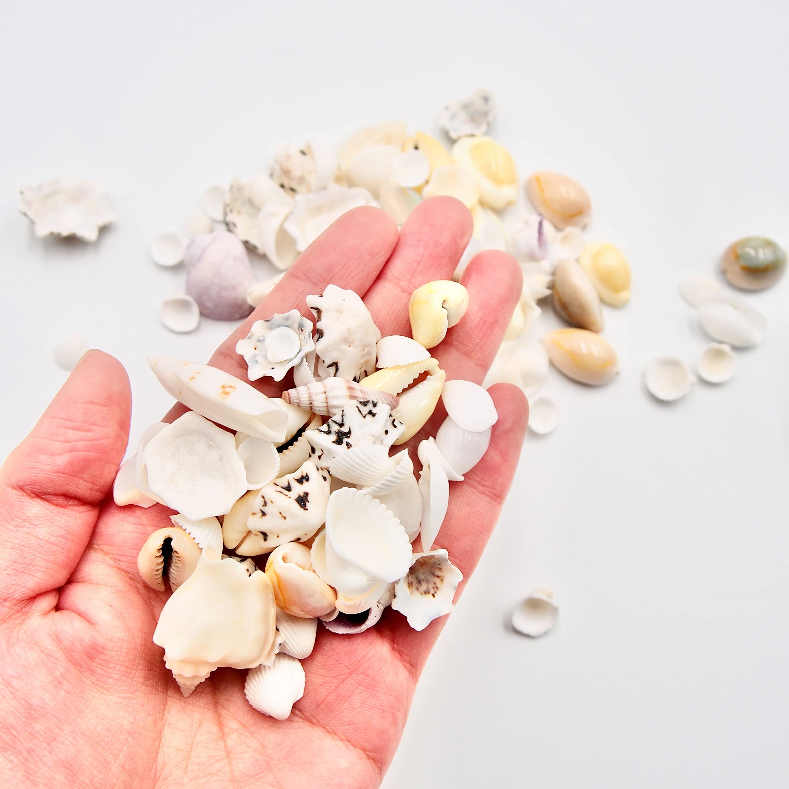 Amazon.co.jp: 【貝殻の問屋さん】貝殻セット ミックスシェル（約10