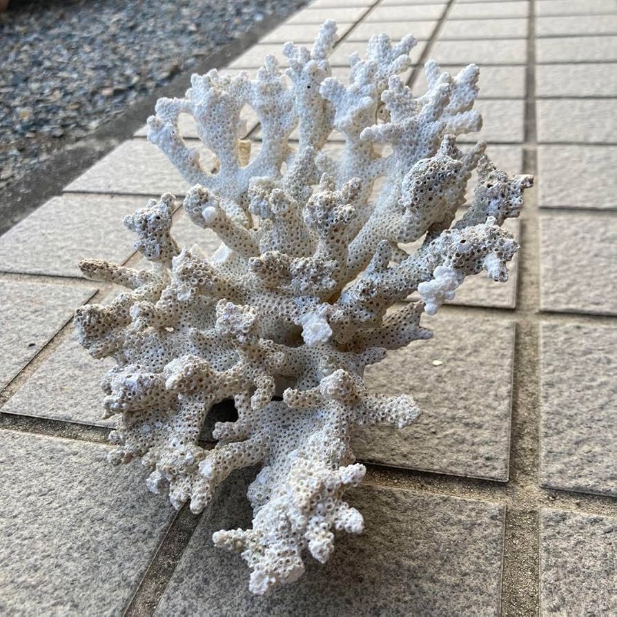 Amazon.co.jp: テーブルサンゴ︎白珊瑚︎天然珊瑚︎珊瑚礁︎デスロック