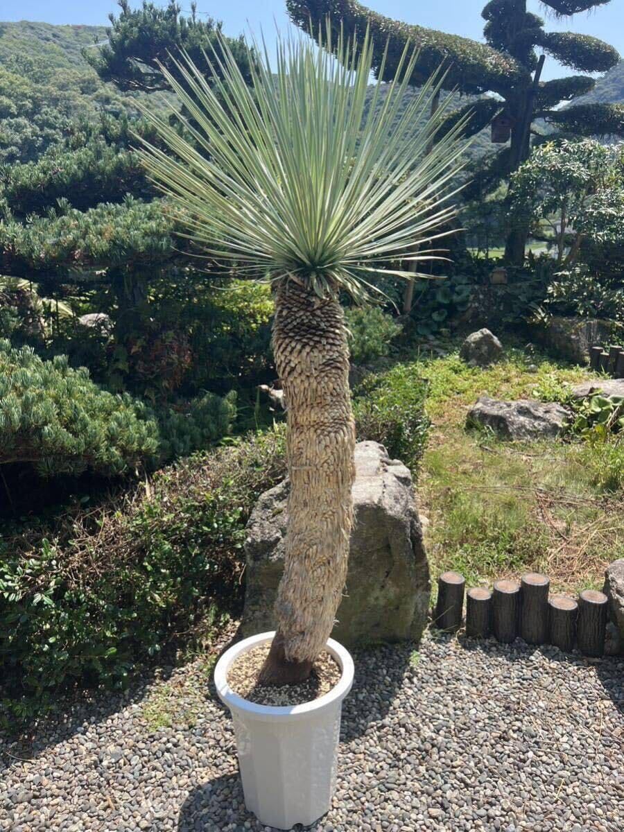 耐寒性ユッカロストラータ青白ハイブリッド◇ドライガーデン多肉