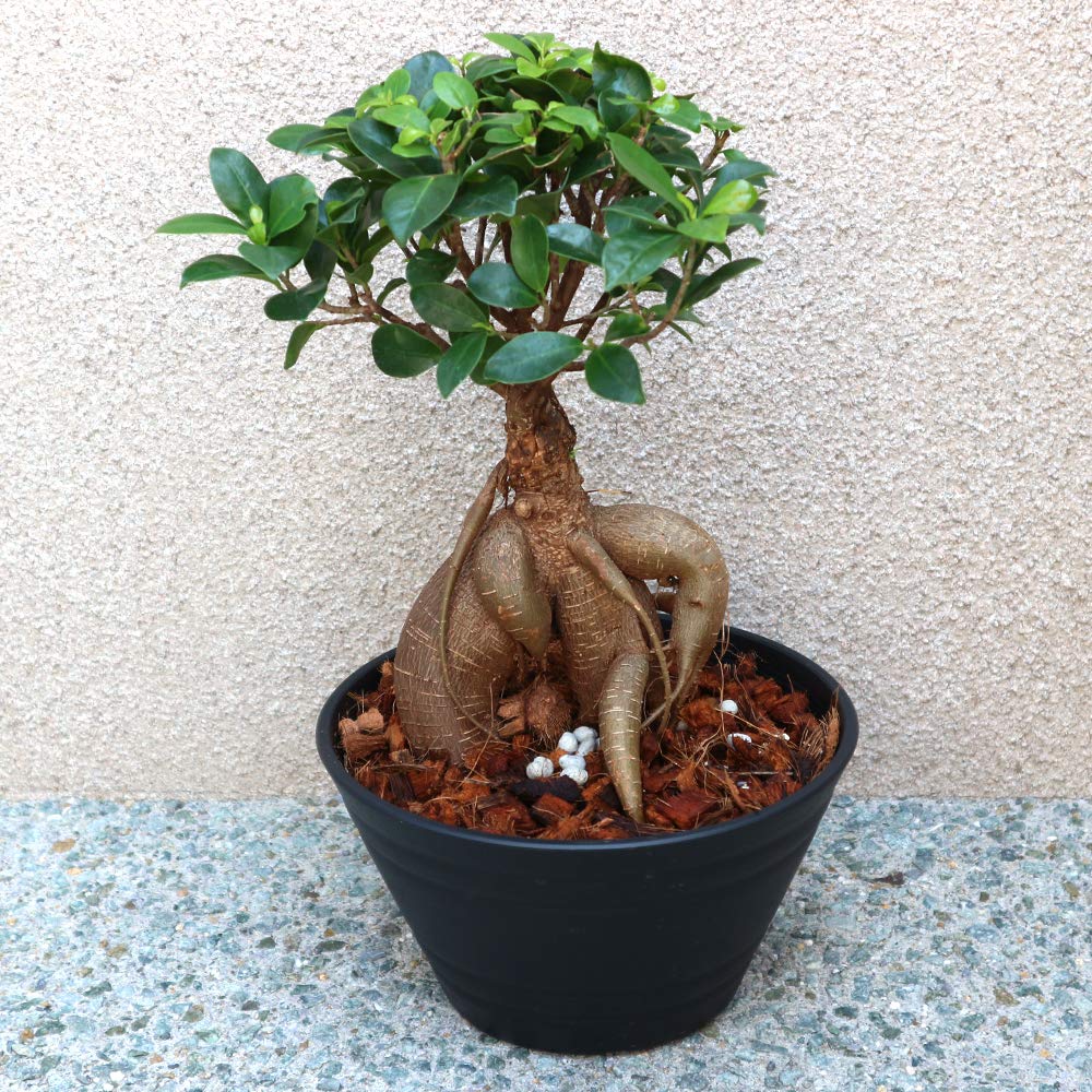Amazon｜ITANSE ガジュマル 観葉植物 小型 7号浅鉢 フィカス